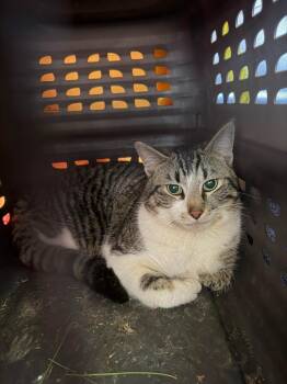 Domestic Short Hair Cats Available for Adoption - Bartholomeow | PetCurious