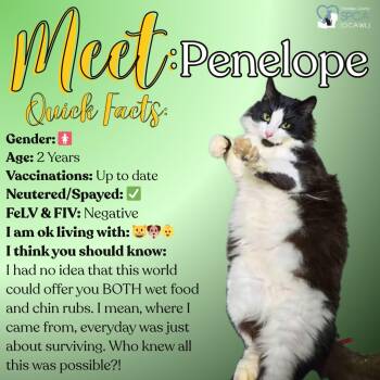 Domestic Medium Hair Cats Available for Adoption in Fulton, New York - Penelope | PetCurious