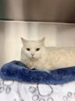 Gizmo -  Domestic Medium Hair Cat for Adoption in Whitby, Ontario - Gizmo | PetCurious