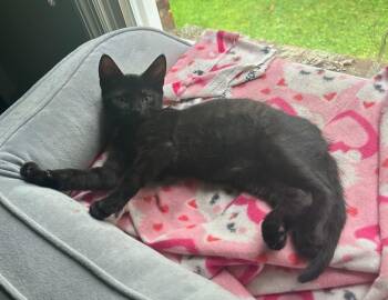 Rescue Domestic Short Hair Cats for Adoption in Hawthorne, New Jersey - Magic (bonded W/ Minnie ) | PetCurious