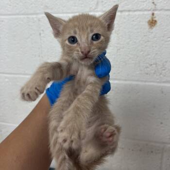 Orbit -  American Shorthair Cat for Adoption in Edinburg, Texas - Orbit | PetCurious