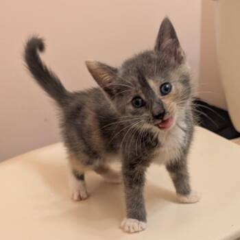 Mini Bar -  Dilute Tortoiseshell and Dilute Calico Cat for Adoption in UNIVERSITY PA, Maryland - Mini Bar | PetCurious