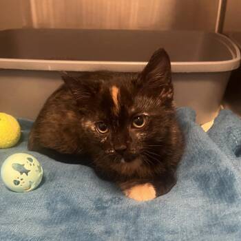 Leia -  Domestic Short Hair Cat for Adoption in Oak Brook, Illinois - Leia | PetCurious