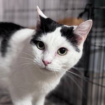 Domestic Short Hair Cats Available for Adoption in Rixeyville, Virginia - Holstein | PetCurious