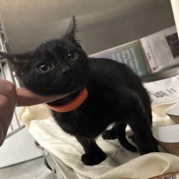 Truffle -  Domestic Short Hair Cat Available for Adoption in Dover, New Hampshire - Truffle | PetCurious