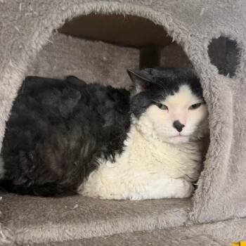 Beef Stewart -  Domestic Short Hair Cat for Adoption in Spanish Fork, Utah - Beef Stewart | PetCurious