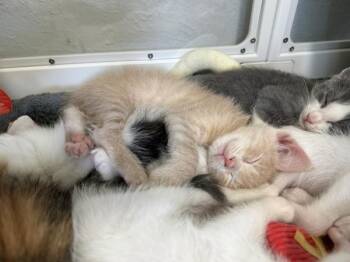 Hercules -  Domestic Short Hair Cat for Adoption in Austin, Texas - Hercules | PetCurious
