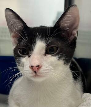 Micro -  Domestic Short Hair Cat for Adoption in Cottonwood, Arizona - Micro | PetCurious