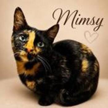 Mimsy -  Domestic Short Hair Cat for Adoption in Portsmouth, Ohio - Mimsy | PetCurious