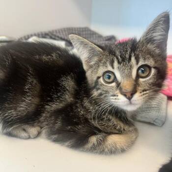 Ladybug (ID 51380) -  Domestic Short Hair Cat for Adoption in Manassas, Virginia - Ladybug (ID 51380) | PetCurious
