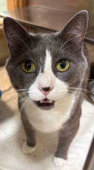 Rescue Domestic Short Hair Cats for Adoption in Little Rock, Arkansas - Licorice | PetCurious