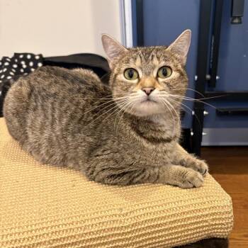 Astrid (Reynolds Mama) -  Domestic Short Hair Cat for Adoption in Westport, Connecticut - Astrid (Reynolds Mama) | PetCurious
