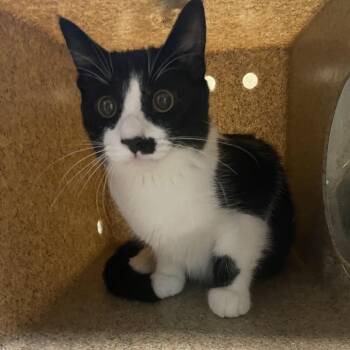 Amethyst -  Domestic Short Hair Cat for Adoption in Pasadena, California - Amethyst | PetCurious