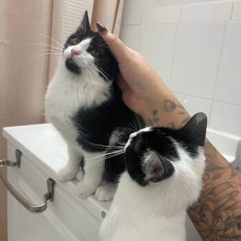 Rescue Domestic Short Hair Cats for Adoption - Alexa | PetCurious