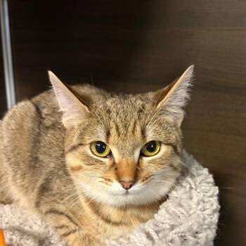 Domestic Short Hair Cats Available for Adoption - Ireland | PetCurious