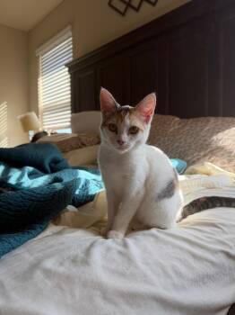 Rescue Calico Cats for Adoption in Mustang, Oklahoma - Poppy | PetCurious