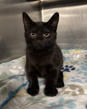 Dale Cooper -  Domestic Short Hair Cat for Adoption in Richmond, Virginia - Dale Cooper | PetCurious