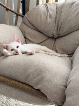 Tofu 3965 -  Siamese Cat for Adoption in Dallas, Texas - Tofu 3965 | PetCurious