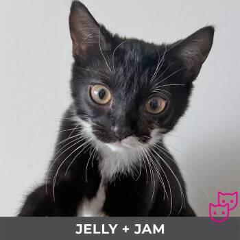 Jelly (bonded with Jam) -  Domestic Short Hair Cat for Adoption in Toronto, Ontario - Jelly (bonded With Jam) | PetCurious