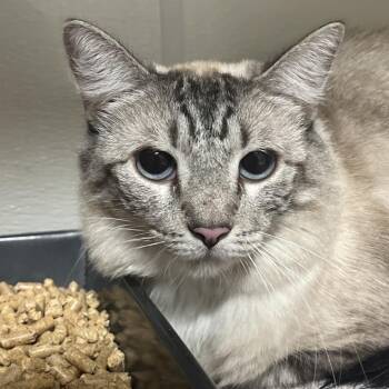Spitz -  Domestic Short Hair Cat for Adoption in Yuma, Arizona - Spitz | PetCurious