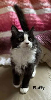 Rescue Domestic Short Hair Cats for Adoption in Elkins, West Virginia - Fluffy | PetCurious