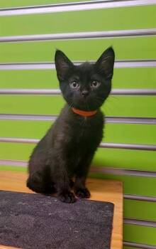 AURA -  Domestic Short Hair Cat Available for Adoption in St. Peters, Missouri - AURA | PetCurious
