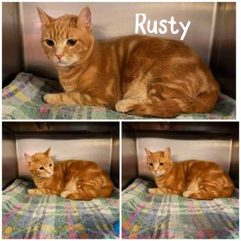 Rusty -  Domestic Short Hair Cat for Adoption in Saint James, Missouri - Rusty | PetCurious