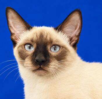 Mia -  Siamese Cat for Adoption in Austin, Texas - Mia | PetCurious