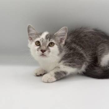 Tiffany Case -  Domestic Short Hair Cat for Adoption in State College, Pennsylvania - Tiffany Case | PetCurious