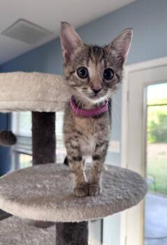 Lavash (pink collar) -  Domestic Short Hair and Tabby Cat for Adoption in Emerald Isle, North Carolina - Lavash (pink Collar) | PetCurious