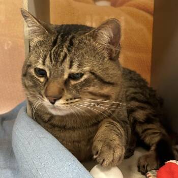 Domestic Short Hair Cats Available for Adoption in Reno, Nevada - Loverman | PetCurious