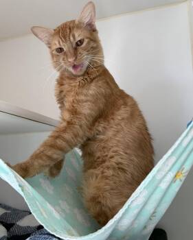 Minou -  Domestic Short Hair Cat for Adoption in Oakland, California - Minou | PetCurious