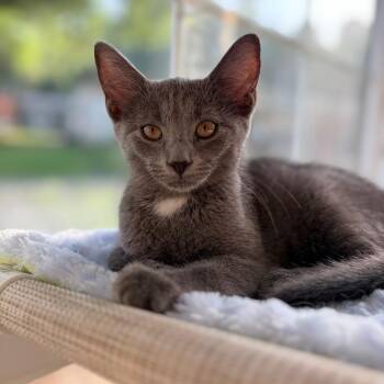 Jill -  Domestic Short Hair Cat for Adoption in Aldie, Virginia - Jill | PetCurious