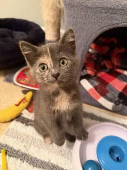 Flora -  Domestic Short Hair Cat for Adoption in Omaha, Nebraska - Flora | PetCurious