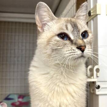 Dixie -  Domestic Short Hair Cat for Adoption in Medford, Oregon - Dixie | PetCurious