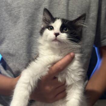 Pink -  Domestic Medium Hair Cat for Adoption in Las Vegas, Nevada - Pink | PetCurious