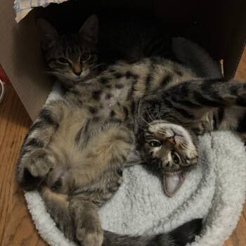 Rescue Domestic Short Hair Cats for Adoption in Baltimore, Maryland - Yikes! | PetCurious