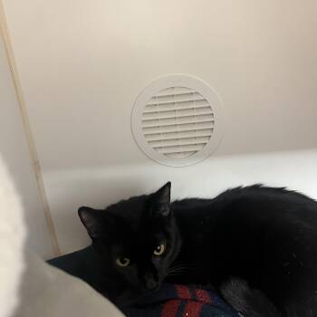 Domestic Short Hair Cats Available for Adoption - Sebastian | PetCurious