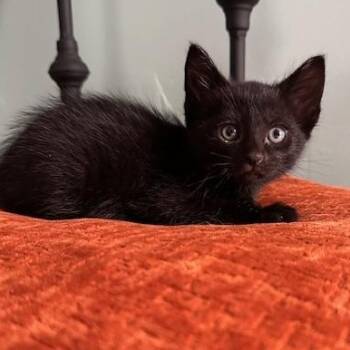 Rescue Domestic Short Hair Cats for Adoption in Bloomington, Minnesota - Dimitri | PetCurious