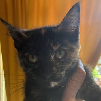 Dakota -  Domestic Short Hair Cat Available for Adoption in Santa Fe, New Mexico - Dakota | PetCurious