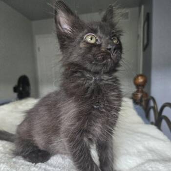 HERBERT -  Domestic Medium Hair Cat Available for Adoption in Loveland, Colorado - HERBERT | PetCurious