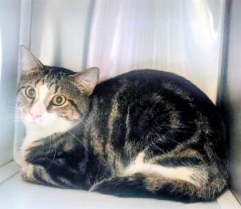 Domestic Short Hair Cats Available for Adoption in St. Louis, Missouri - MONSTER | PetCurious