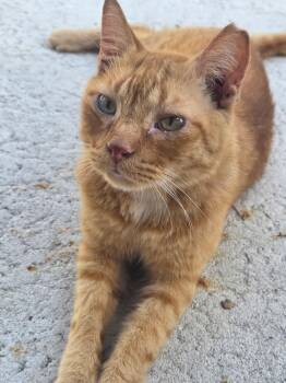 Buddy -  Tabby and Domestic Short Hair Cat for Adoption in Brooksville, Florida - Buddy | PetCurious
