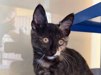 PHOEBE -  Domestic Short Hair Cat for Adoption in Santa Rosa, California - PHOEBE | PetCurious
