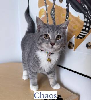 Domestic Short Hair Cats Available for Adoption - Chaos | PetCurious