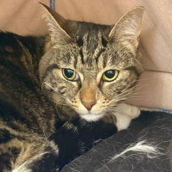 Domestic Short Hair Cats Available for Adoption in Medford, Oregon - Melon | PetCurious