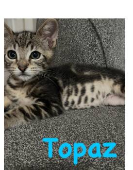 Topaz -  Domestic Short Hair Cat for Adoption in Vancouver, Washington - Topaz | PetCurious