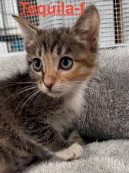 Tequila 26 -  Tabby and Tortoiseshell Cat for Adoption in Brookhaven, Mississippi - Tequila 26 | PetCurious