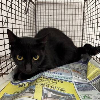 Domestic Short Hair Cats Available for Adoption - Nestle | PetCurious