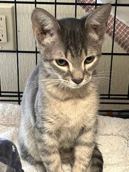 Domestic Short Hair Cats Available for Adoption - Steel | PetCurious